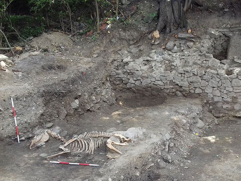 На локалитету Дрење-Којовача пронађен скелет коња